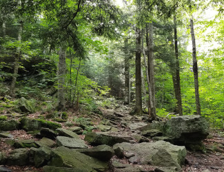 Phoenicia East Branch Trail